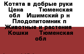 Котята в добрые руки › Цена ­ 1 - Тюменская обл., Ишимский р-н, Плодопитомник п. Животные и растения » Кошки   . Тюменская обл.